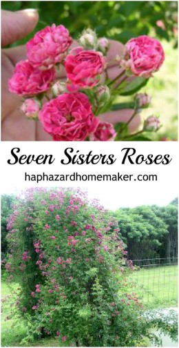 Heirloom Seven Sisters Roses - haphazardhomemaker.com