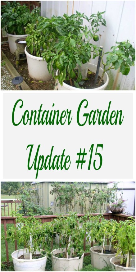 Container Garden Update #15 - haphazardhomemaker.com